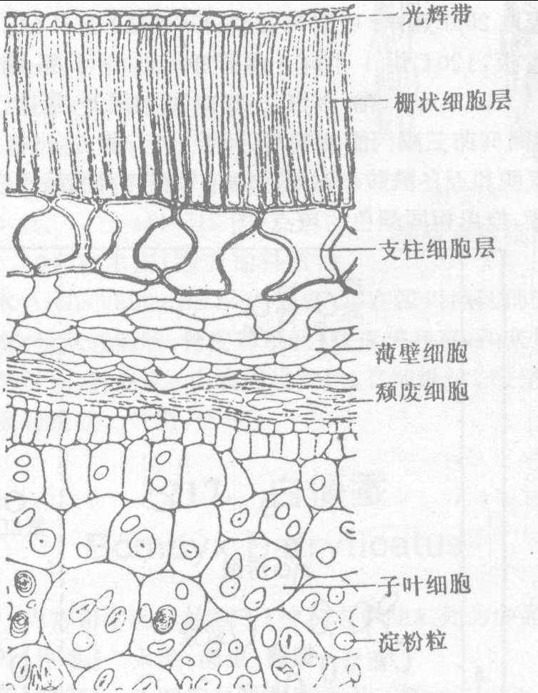 大豆横切面基本结构图图片